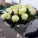 Букеты