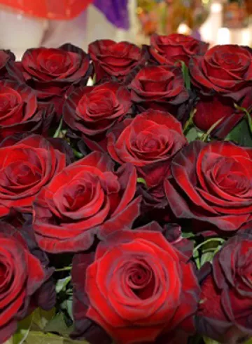 Роза Ред наоми от интернет-магазина цветов в 