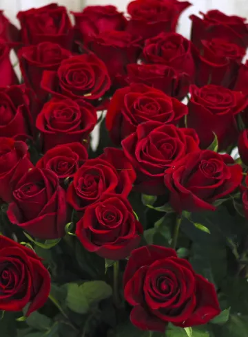 Форэвер Янг от интернет-магазина цветов в 