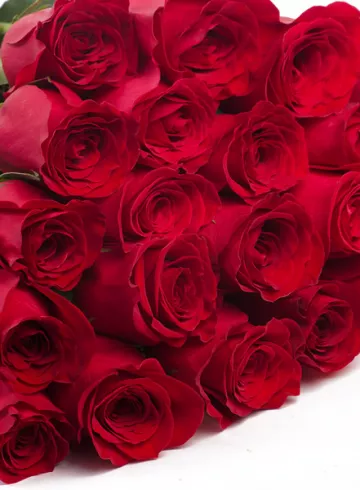 Роза Фридом 70см от интернет-магазина цветов в 