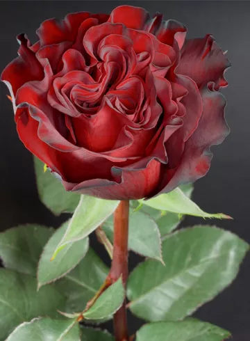 Роза Хартс от интернет-магазина цветов в 