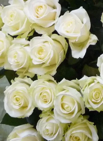 Аваланш от интернет-магазина цветов в 