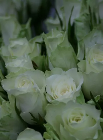 Акито от интернет-магазина цветов в 