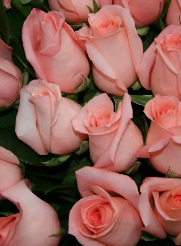 Энгажемент от интернет-магазина цветов в 