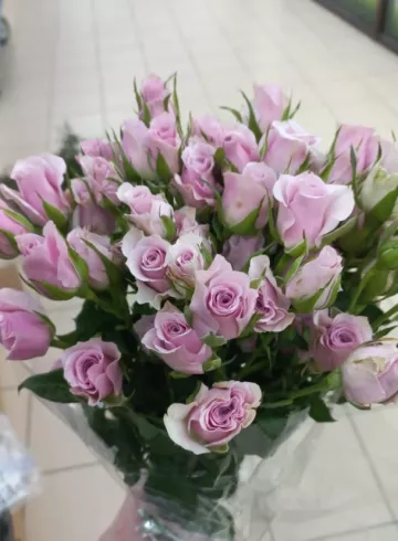 Роза Пенниай от интернет-магазина цветов в 