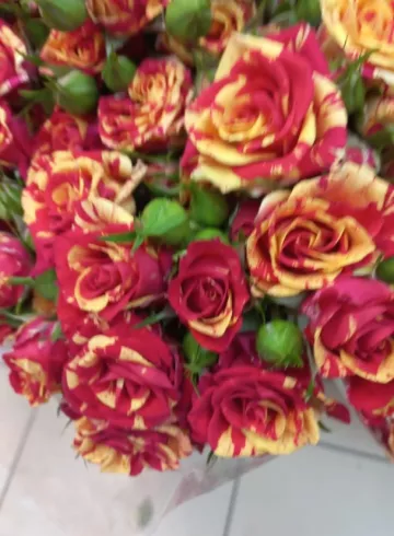 Роза Рэд Ланс от интернет-магазина цветов в 