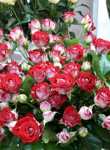 Роза Би Баблс от интернет-магазина цветов в 