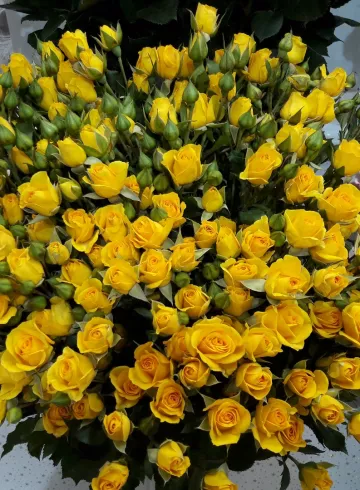 Роза Мариса от интернет-магазина цветов в 