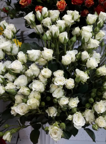 Роза «Лидия» от интернет-магазина цветов в 