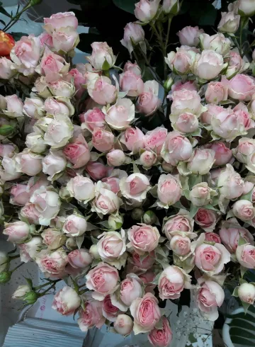 Роза Свит Сара от интернет-магазина цветов в 