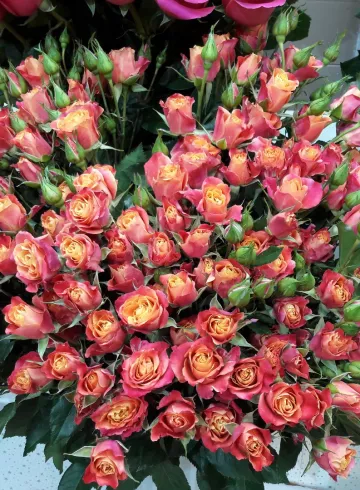 Роза Сонора от интернет-магазина цветов в 