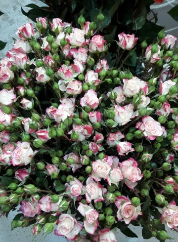 Роза Рефлекс от интернет-магазина цветов в 