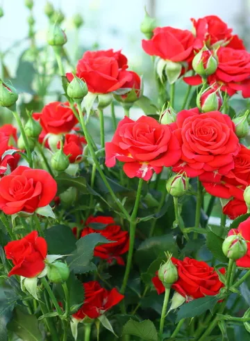 Роза Мирабель от интернет-магазина цветов в 