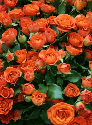 Роза Бэби от интернет-магазина цветов в 