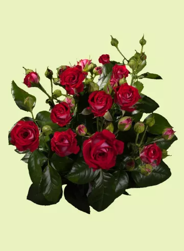 Роза Би Баблс Бордо от интернет-магазина цветов в 