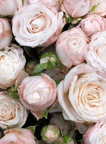 Роза Бомбастик от интернет-магазина цветов в 