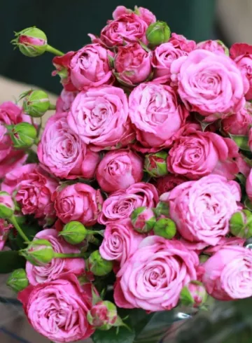 Роза Леди Бомбастик от интернет-магазина цветов в 