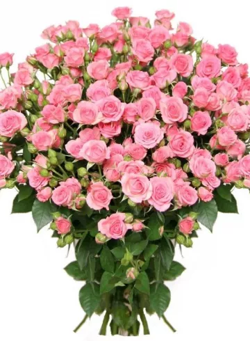 Роза Кимоно от интернет-магазина цветов в 