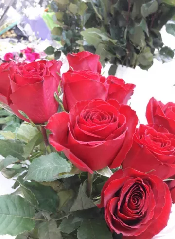 Кения красная от интернет-магазина цветов в 