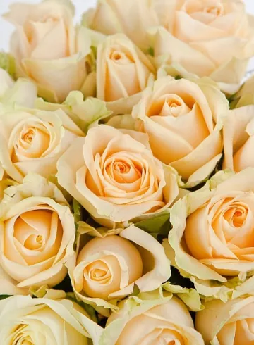 Роза Пич Аваланш от интернет-магазина цветов в 