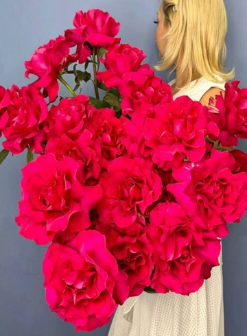 Французская Роза Фуксия от интернет-магазина цветов в 