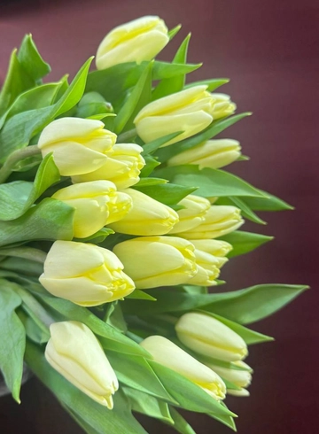 Тюльпан N1 от интернет-магазина цветов в 