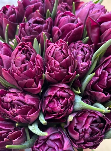 Тюльпан N2 от интернет-магазина цветов в 