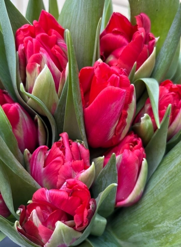 Тюльпан N4 от интернет-магазина цветов в 