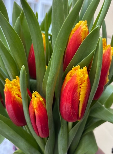 Тюльпан N7 от интернет-магазина цветов в 