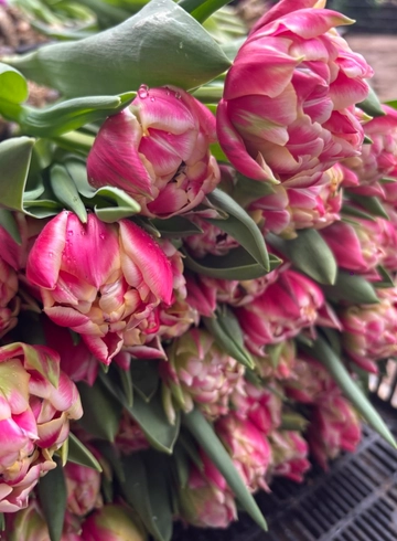 Тюльпан N10 от интернет-магазина цветов в 