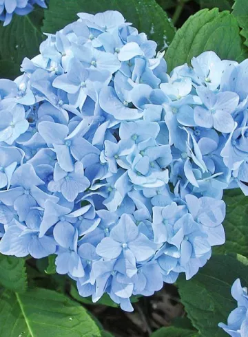 Гортензия блю от интернет-магазина цветов в 