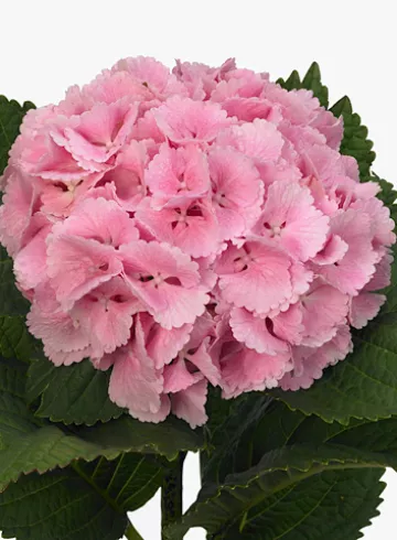 Гортензия Пинк от интернет-магазина цветов в 