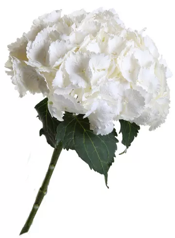 Гортензия Вайт от интернет-магазина цветов в 