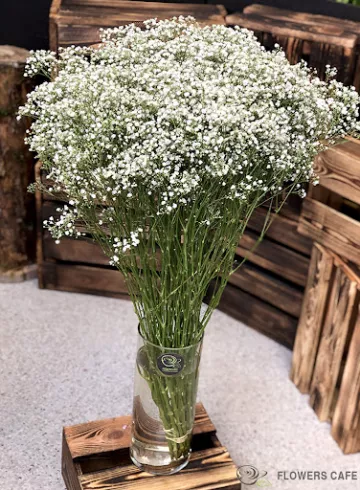 гипсофила от интернет-магазина цветов в 