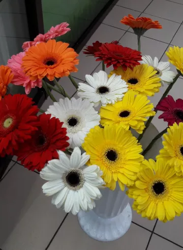 Гербера голландия от интернет-магазина цветов в 