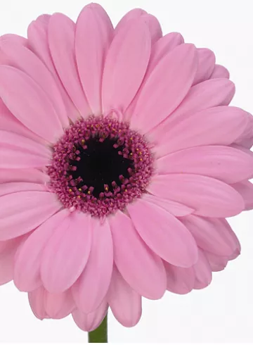 Гербера Абраксас от интернет-магазина цветов в 