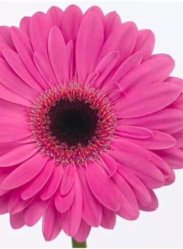 Гербера Даймонд Краш от интернет-магазина цветов в 