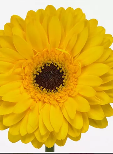 Гербера Фабио Голд от интернет-магазина цветов в 