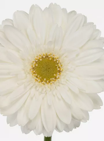 Гербера Свон Лэйк от интернет-магазина цветов в 