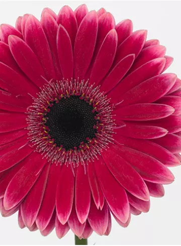 Гербера Даймонд Нуанче от интернет-магазина цветов в 