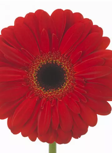 Гербера Даймонд Экко от интернет-магазина цветов в 