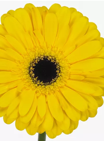 Гербера Тэсс от интернет-магазина цветов в 