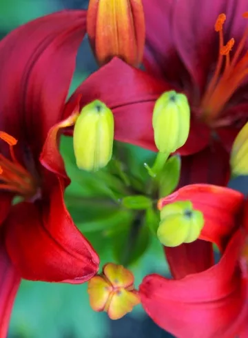 Лилия Рэд от интернет-магазина цветов в 