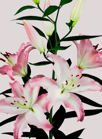 Лилия Розовая от интернет-магазина цветов в 