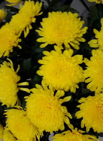 Хризантема Зембла Елоу от интернет-магазина цветов в 