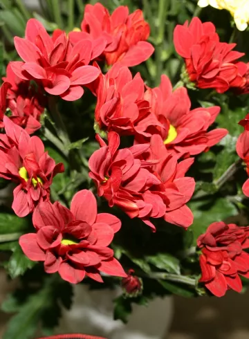 Хризантема Амароне от интернет-магазина цветов в 