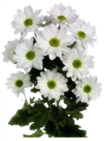 Хризантема Баккарди от интернет-магазина цветов в 