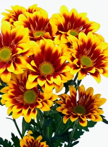 Хризантема Тиман от интернет-магазина цветов в 