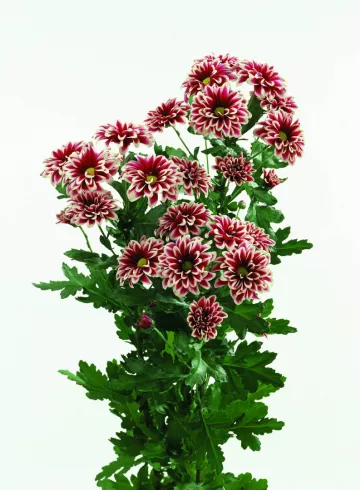 Хризантема Ориночо от интернет-магазина цветов в 