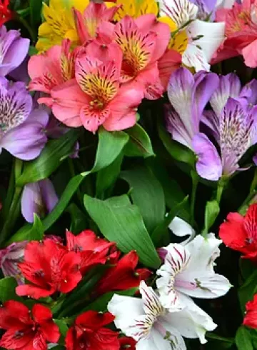 Альстромерия Микс от интернет-магазина цветов в 